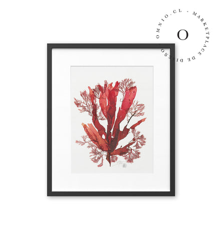Coral Cuadro