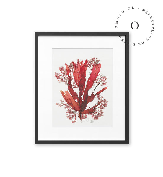 Coral Cuadro