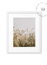 Corn Field Cuadro