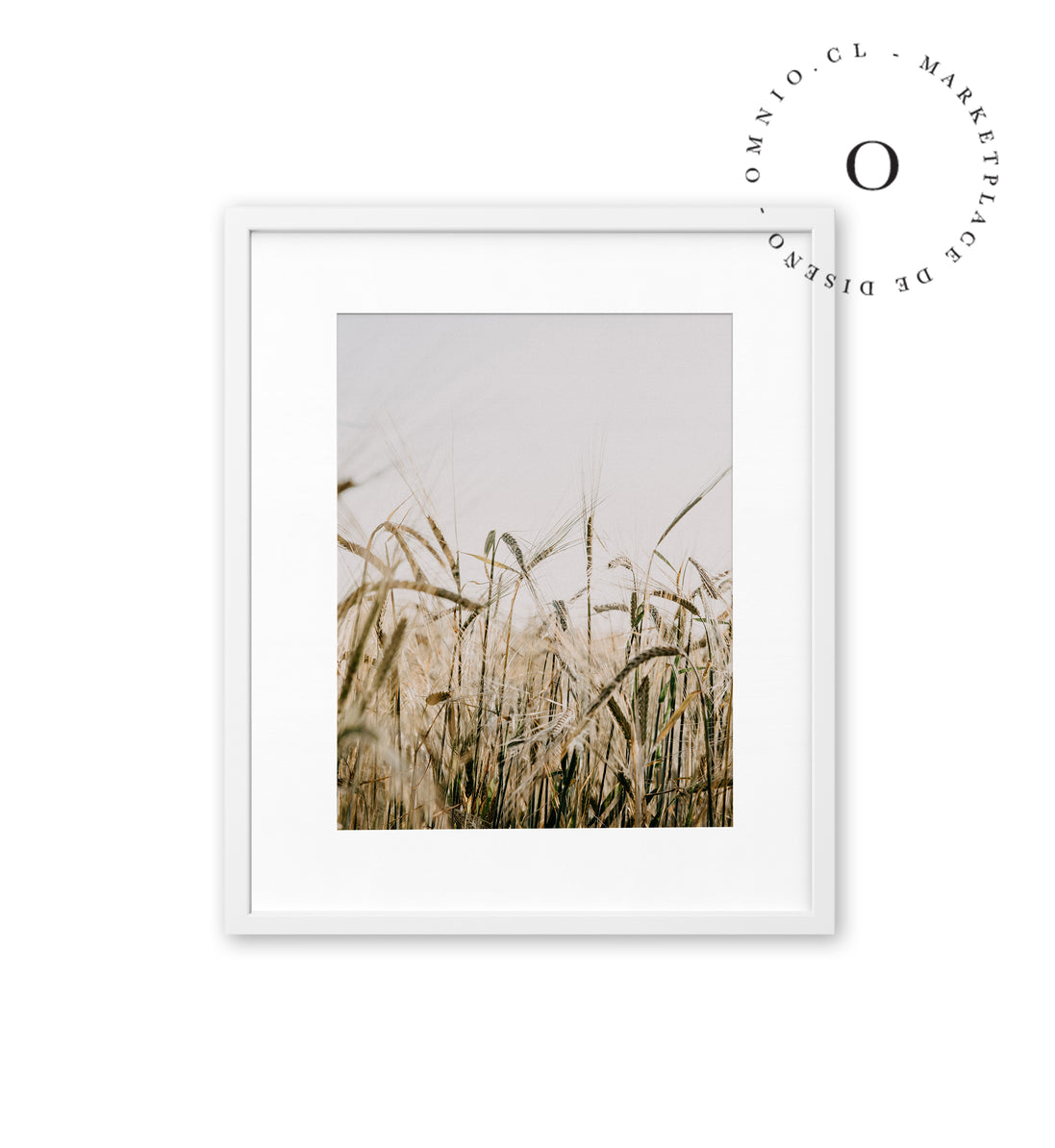 Corn Field Cuadro