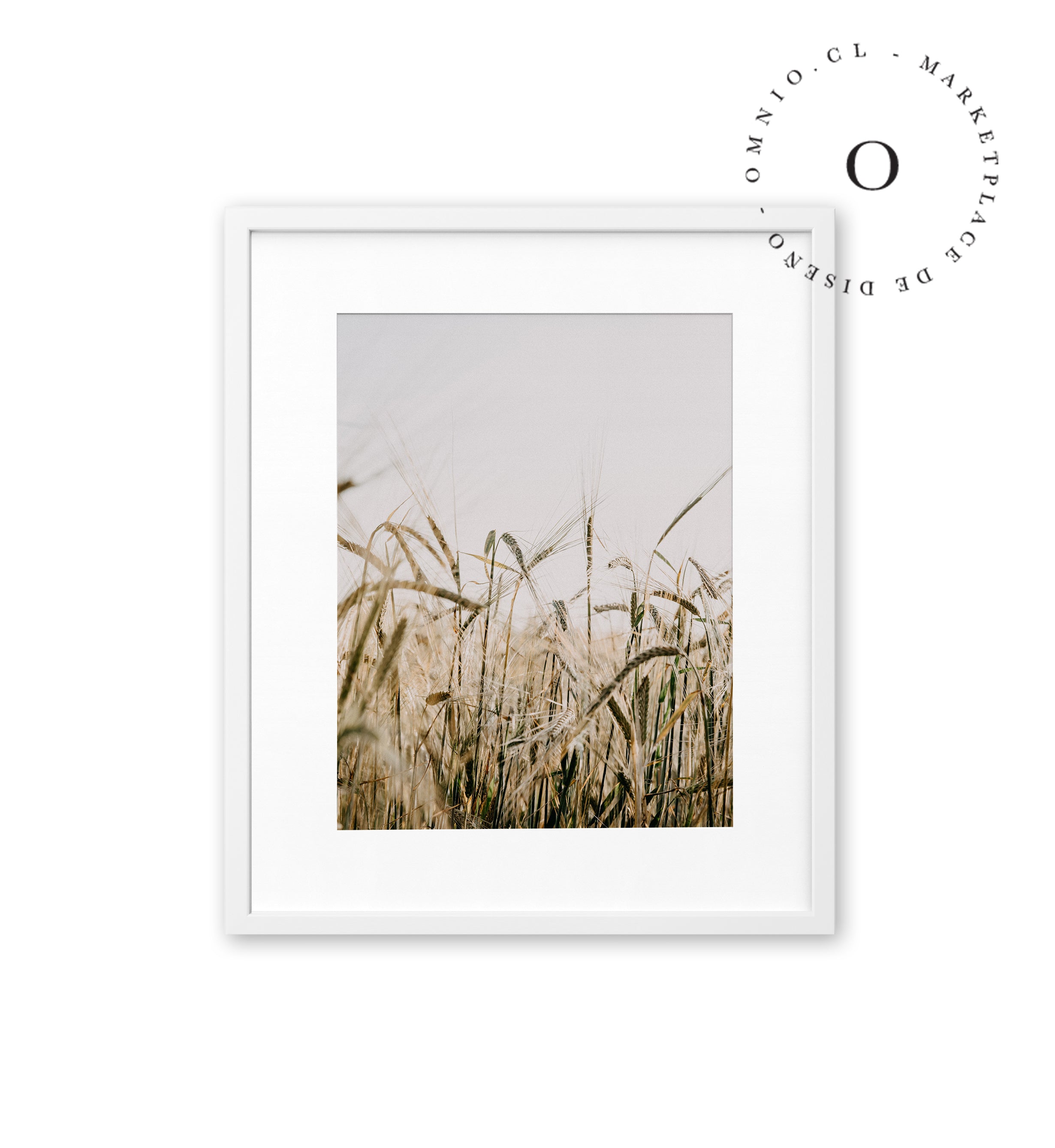 Corn Field Cuadro