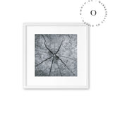 Cracking Wood Cuadro