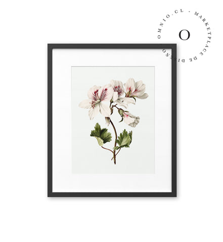 Azalea Cuadro