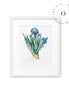 Drawing Blue Root Cuadro