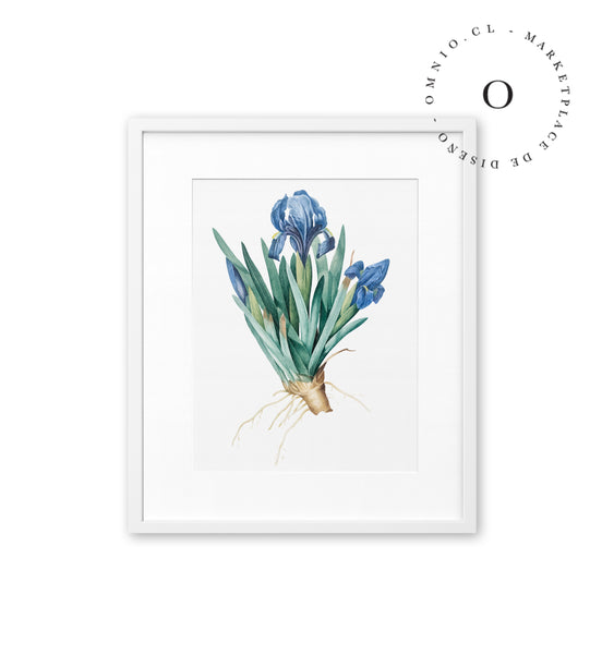 Drawing Blue Root Cuadro