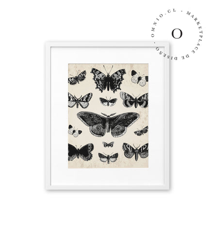 Drawing Butterflies Cuadro