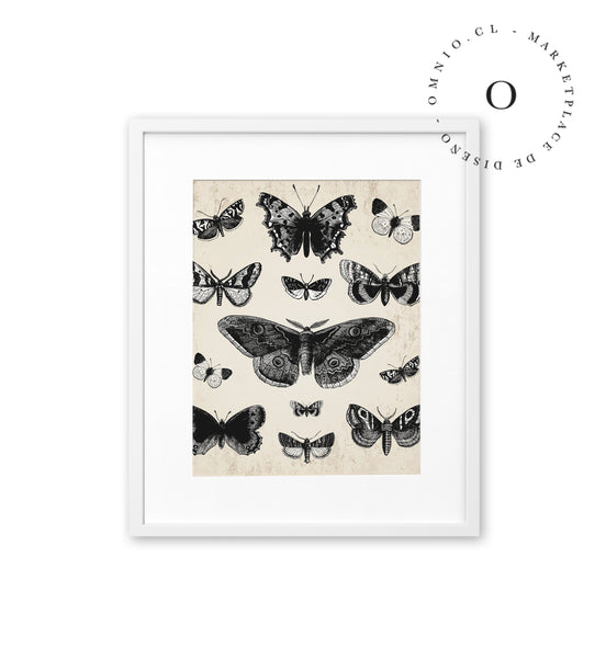 Drawing Butterflies Cuadro