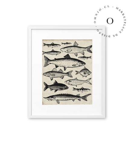 Drawing Fish Cuadro