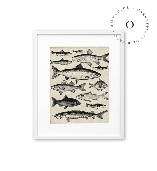 Drawing Fish Cuadro