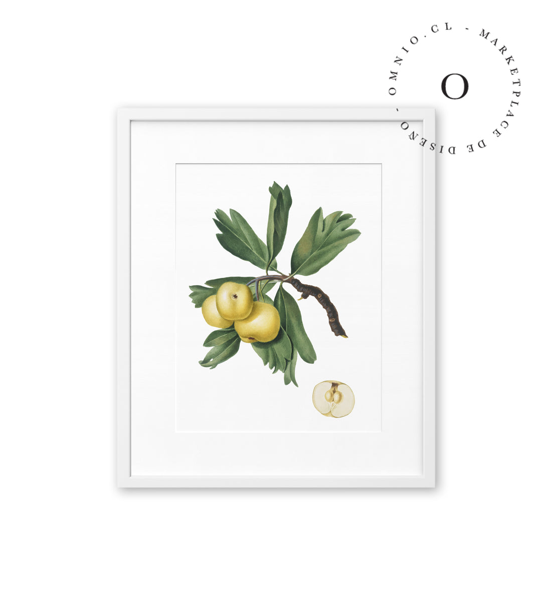 Drawing Pear Cuadro