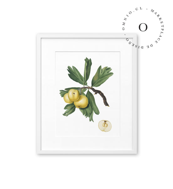 Drawing Pear Cuadro