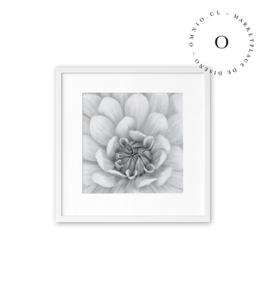 Flor Blanca Cuadro