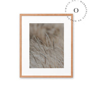 Golden Grass Cuadro