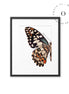 Halft Butterfly Cuadro