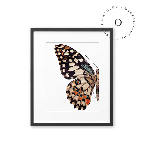 Halft Butterfly Cuadro