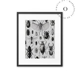 Drawing Insects Cuadro