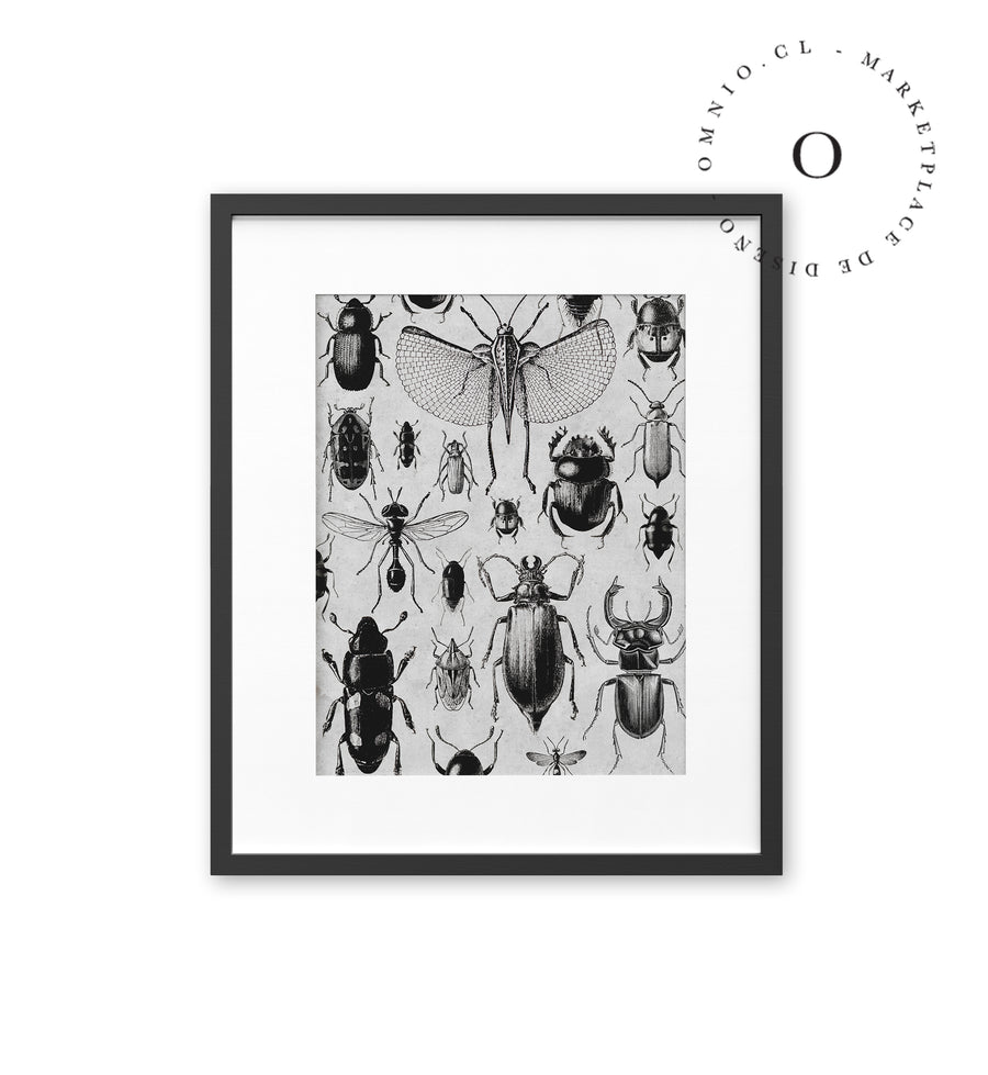 Drawing Insects Cuadro