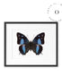 Mariposa Azul Cuadro