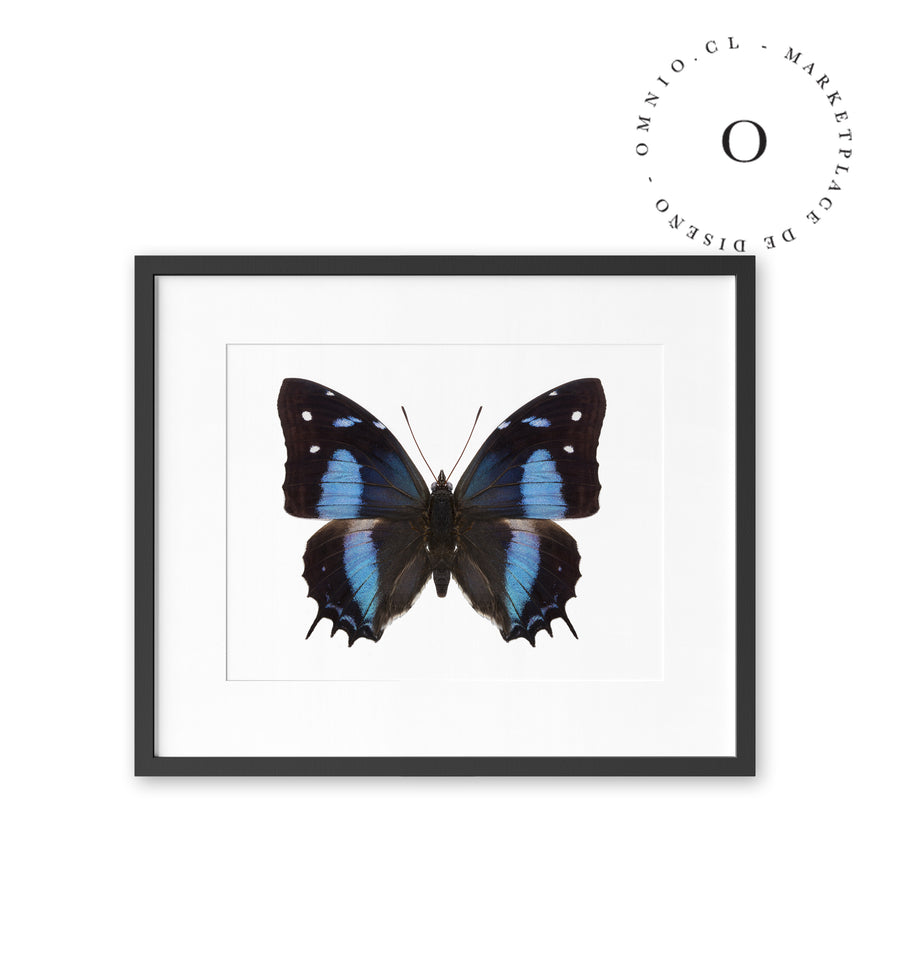 Mariposa Azul Cuadro