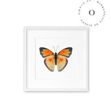 Mariposa Naranja Cuadro