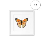 Mariposa Naranja Cuadro