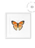 Mariposa Naranja Cuadro