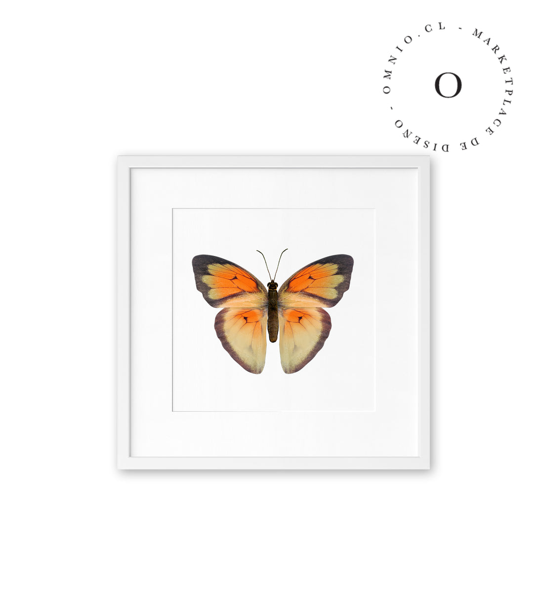 Mariposa Naranja Cuadro