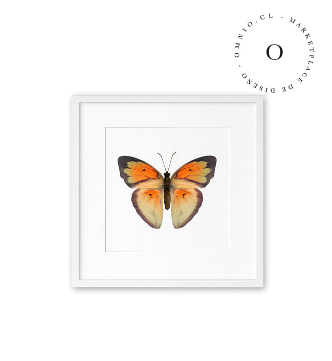 Mariposa Naranja Cuadro