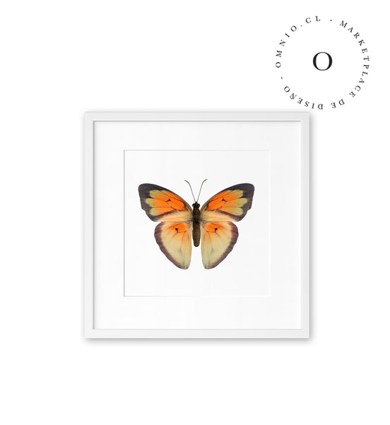 Mariposa Naranja Cuadro