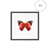 Mariposa Rosada Cuadro