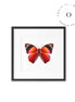 Mariposa Rosada Cuadro