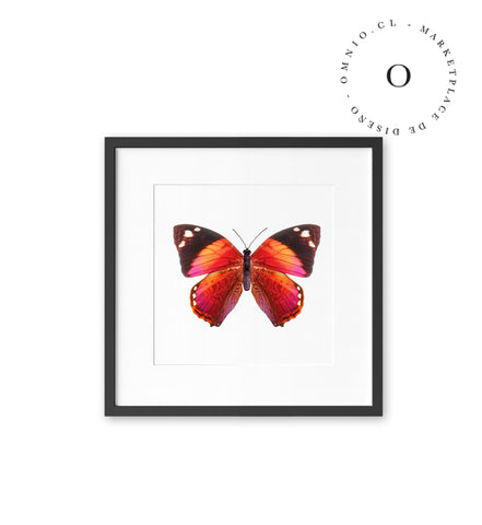 Mariposa Rosada Cuadro