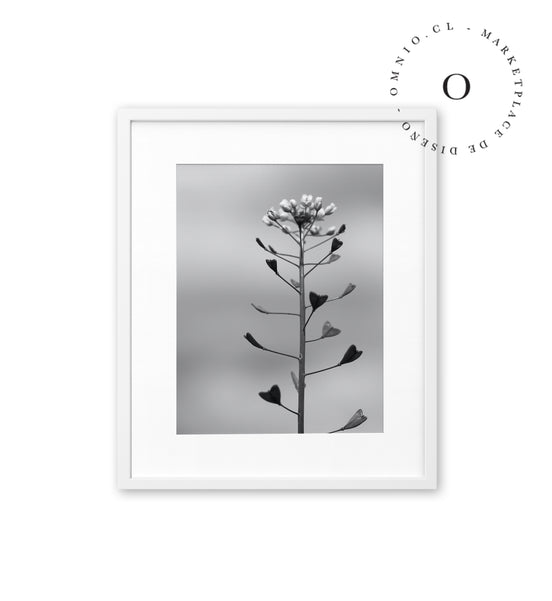 Planta Corazon Cuadro
