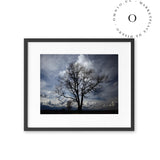 Sombra de Arbol Cuadro