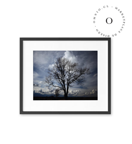 Sombra de Arbol Cuadro
