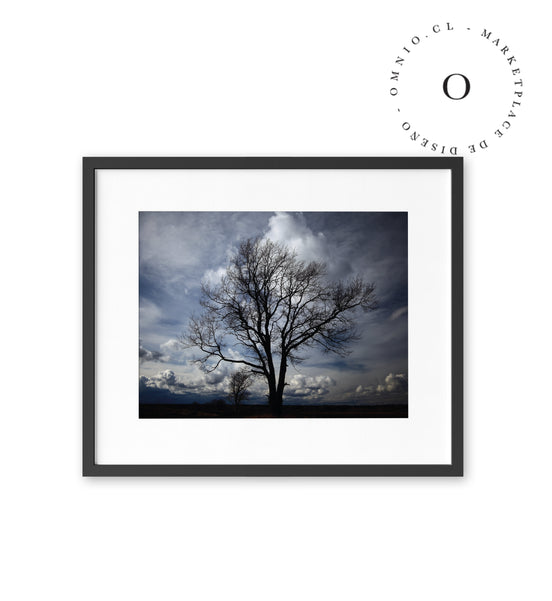 Sombra de Arbol Cuadro
