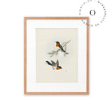 Two Orange Birds Cuadro