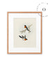 Two Orange Birds Cuadro