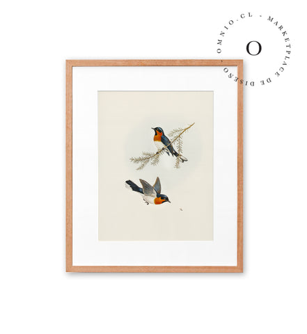 Two Orange Birds Cuadro