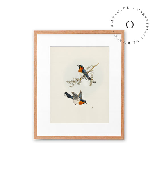 Two Orange Birds Cuadro