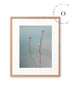 Two Pink Flowers Cuadro