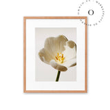 White Blossom Cuadro