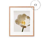 White Blossom Cuadro