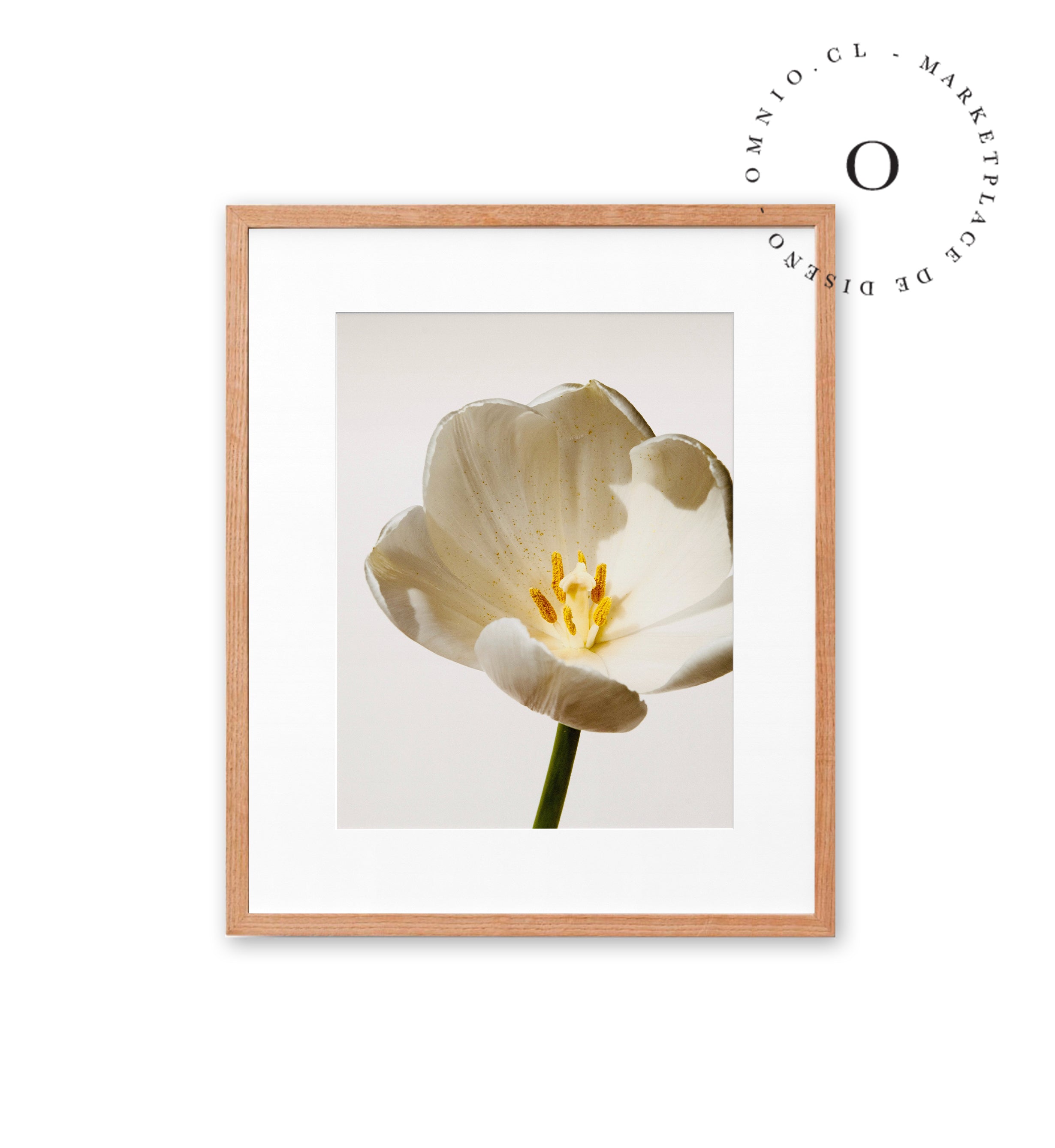 White Blossom Cuadro