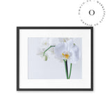 White Orchid Cuadro