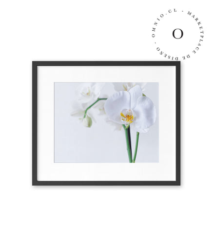 White Orchid Cuadro