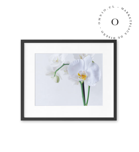 White Orchid Cuadro