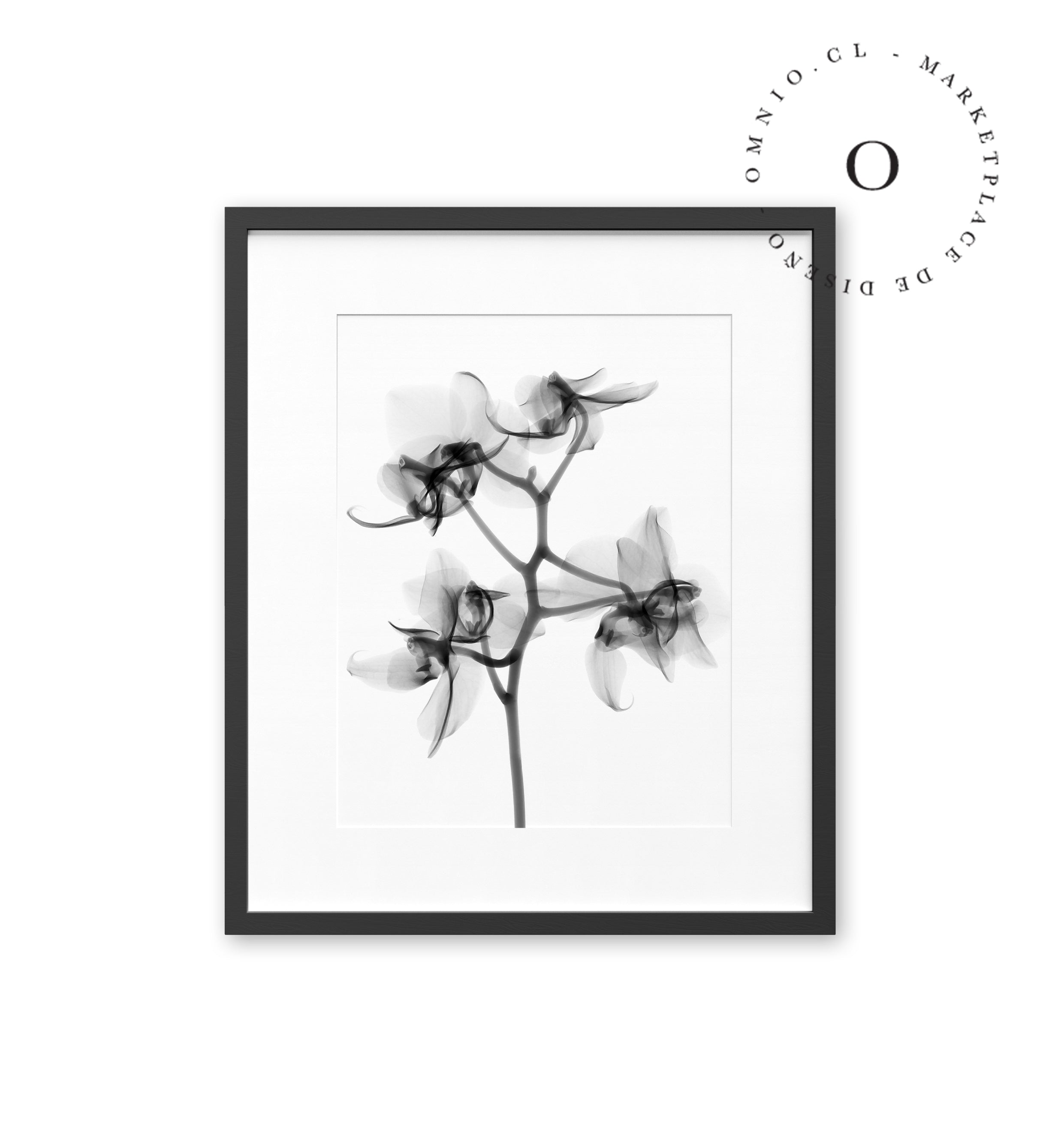 X Ray Flower Cuadro