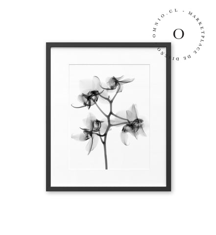 X Ray Flower Cuadro