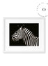 Zebra III Cuadro